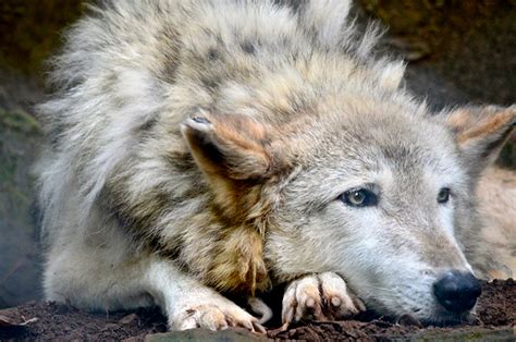 Is The Endangered Species Acts Protection Of Gray Wolves Too Broad For