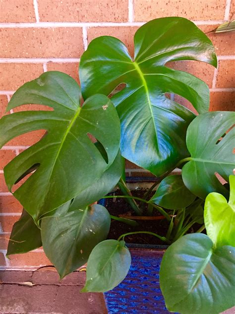 Top 10 Low Light Houseplants Our Green Sanctuary