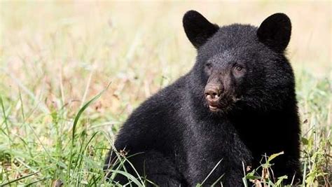 Odnr Black Bear Sightings Expected To Increase In Ohio This Summer