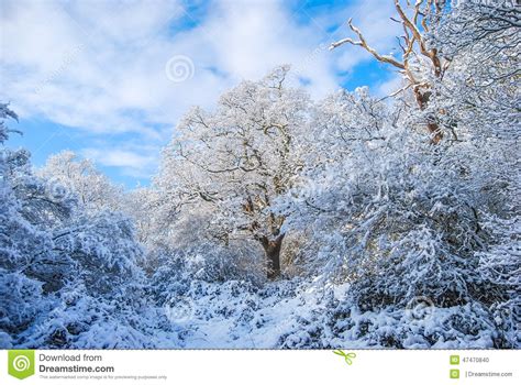 Beautiful Winter Stock Photo Image 47470840