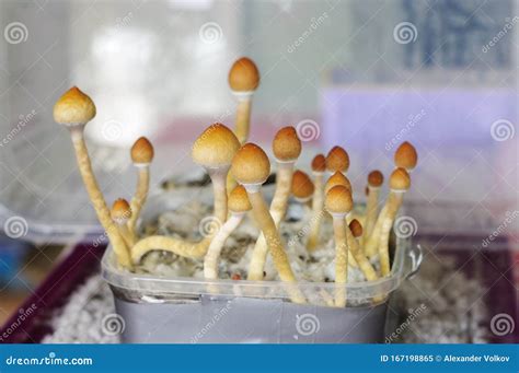 Psilocybe Cubensis Psilocybin Mushroom Mycelium Filaments On Coconut