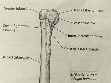 Greater Tuberosity Anatomy