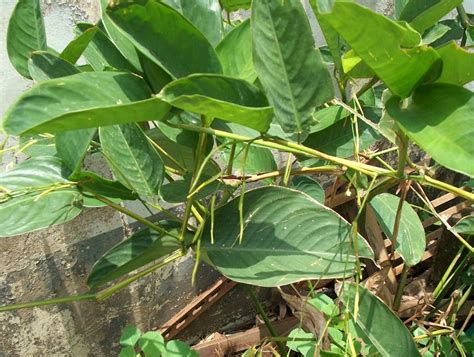 Group M Medicinal Plants In Nigeria