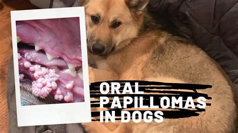 Are Dog Oral Warts Contagious Best 7 Answer