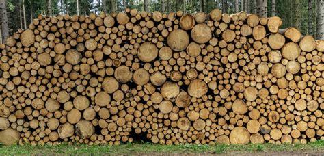 Beech Firewood Everything You Need To Know Kyle S Garage
