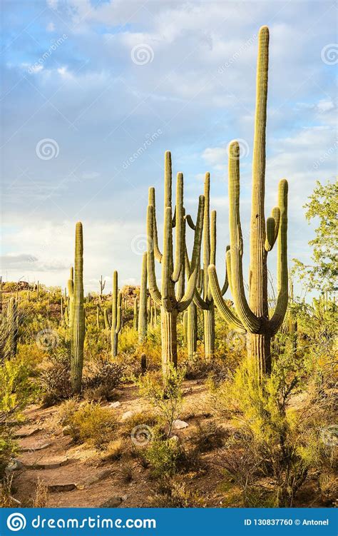 Landscape Of The Sonoran Desert With Saguaro Cacti Saguaro National