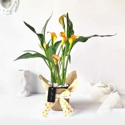 Wakauto artificial calla lily potted plant faux small bonsai uv resistant no fade plastic greenery flower arrangements with plastic pot for indoor outdoor table centerpiece $24.19 $ 24. Sunset Calla Lily Potted Plant Gift: Order Flowers Online ...