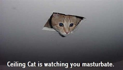 Got a plain (uncaptioned) picture of a cat? Ceiling Cat is watching you masturbate | Funny Cat Pictures