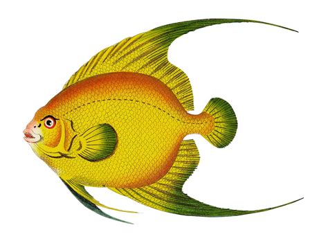 Fish Illustration Images Free Vectors Graphics And Creative Designs