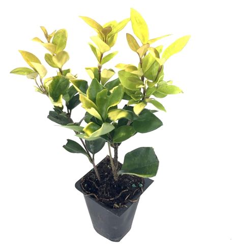 Ligustrum Japonicum Howardi 3 Live Plants Privet Howardii