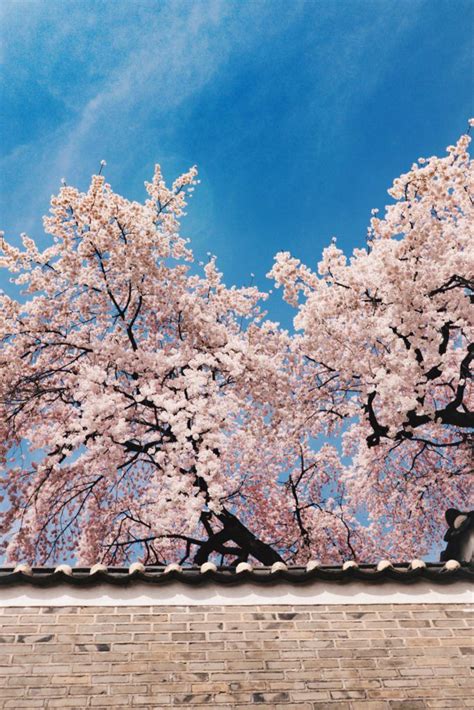 South Korea Cherry Blossom Wallpaper