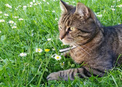 Grass Lawn Flower Pet Kitten Fauna Image Free Photo