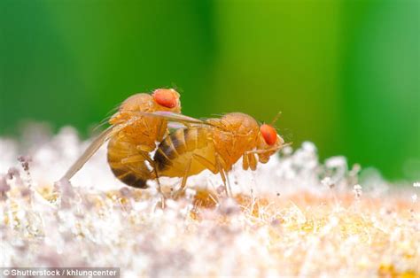 Female Fruit Flies Become Violent After Sex Daily Mail Online