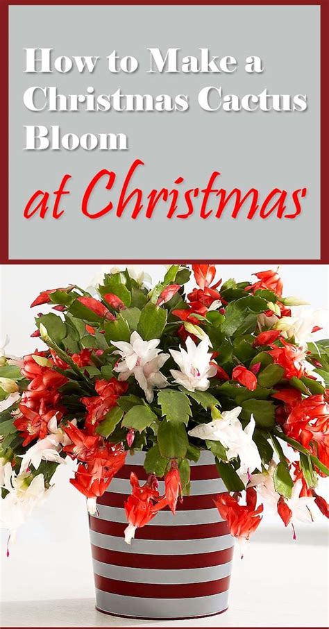 The holiday cacti, thanksgiving, christmas, and easter like three things to help them initiate blooming. How to Make a Christmas Cactus Bloom at Christmas ...