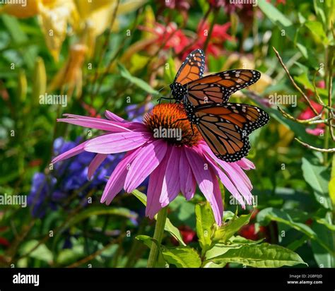 Mariposas moradas fotografías e imágenes de alta resolución Alamy