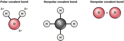 Polar covalent bonds are characterized by atoms with uneven or unequal numbers or the sharing of electrons between the two electrons. The Building Blocks of Molecules | Biology I