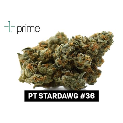Pt Stardawg 36 Prime Wellness Jane