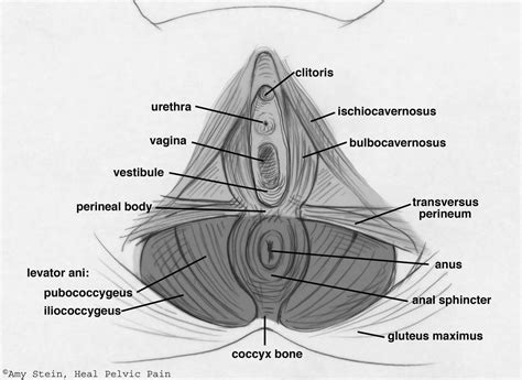 The muscles of the pelvis, hip and buttock anatomical chart shows how each muscle in this area of the body works with the others, and the various minor systems within the major ones. How to Not Pee Your Pants When Laughing | Movement Systems ...