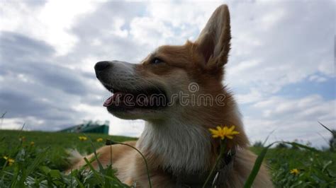 The Welsh Corgi Happy Dog Summer Stock Image Image Of Plant Cute