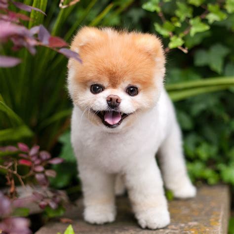 Social Media Star Boo Worlds Cutest Dog Dies At 12 Fortune