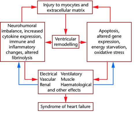10 Pathophysiology Of Heart Failure As A Result Of Left Ventricular