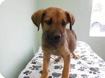 See more of german shepherd dog club of rochester, ny on facebook. Rochester, NH - German Shepherd Dog Mix. Meet Annie a Puppy for Adoption. | Shepherd dog mix ...