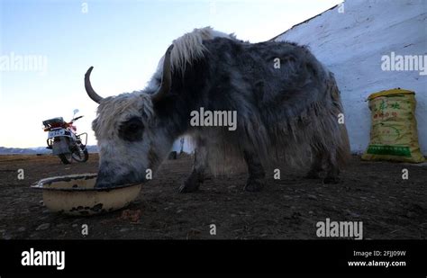 Domestic Yak Stock Videos And Footage Hd And 4k Video Clips Alamy