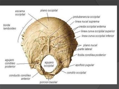 Occipital Es Un Hueso Impar Central Y Simétrico Del