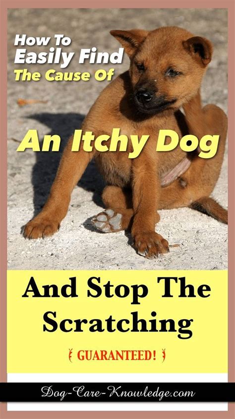 Itchy Dog How To Easily Find The Cause And Stop The Scratching Dog