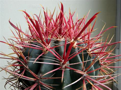 Ferocactus Gracilis Fire Barrel Cactus World Of Succulents