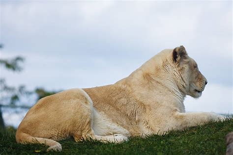 110 Albino Lioness Stock Photos Pictures And Royalty Free Images Istock
