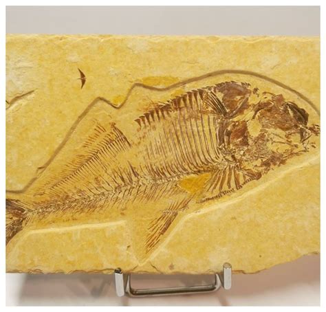 Large Diplomystus Dentatus Fossil Fish Green River Fm Wy Catawiki