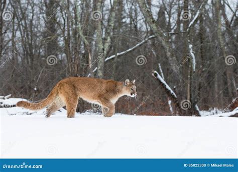 Mountain Lion Stalking Towards His Prey Stock Photo Image Of Mammal