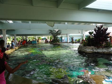 Stingray Touch Pool At Seaworld Orlando Zoochat