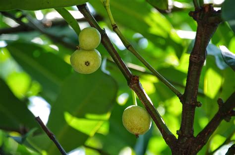 Maybe you would like to learn more about one of these? Trees and Plants: Mundu Egg