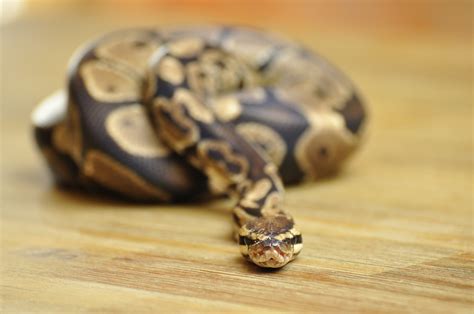 Ball Python Bite 101 Causes Treatment And Do They Hurt Mypetcarejoy
