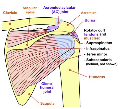 Shoulder Joint Back En Supraspinatus Muscle Wikipedia Rotator