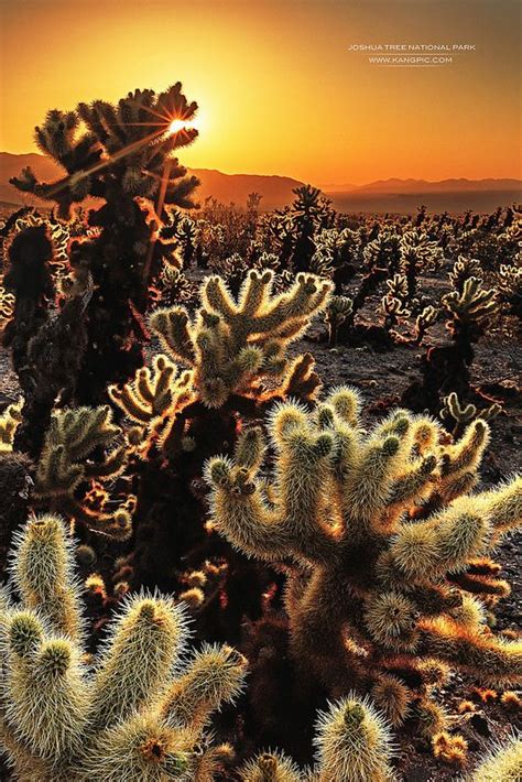 Sunrise At Cholla Cactus Garden Joshua Tree Nati Nature