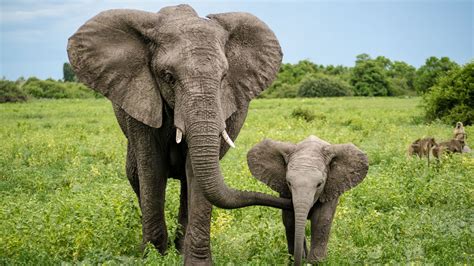 12 Memorable Facts About Elephants For World Elephant Day