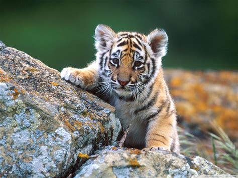 Tiger Cub Wallpapers Top Free Tiger Cub Backgrounds Wallpaperaccess