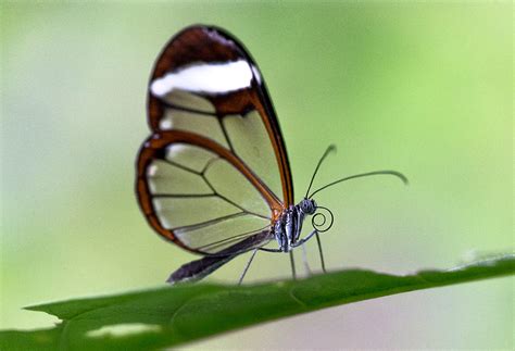 Butterfly World Photography Image Galleries By Aike M Voelker