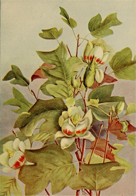 Heaveninawildflower Tulip Tree Illustration By Ellis Rowan Taken From
