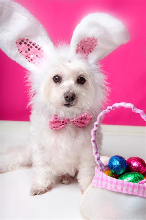 Easter Dog With Bunny Ears And Eggs Royalty Free Stock