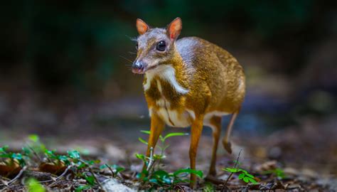 A tiny deer at paignton zoo has given birth just months after she lay critically ill on the. Impossibly Rare 'Mouse-Deer' Thought to Be Extinct Caught on Camera in Forests of Vietnam