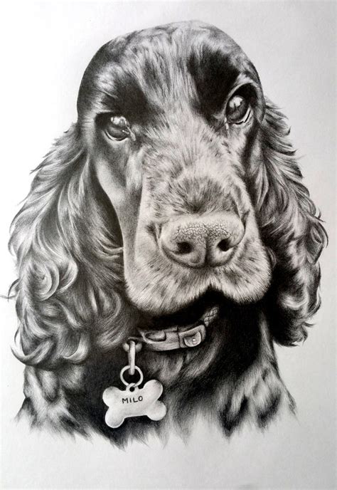 Cocker Spaniel Drawing by Charlottexbx on DeviantArt