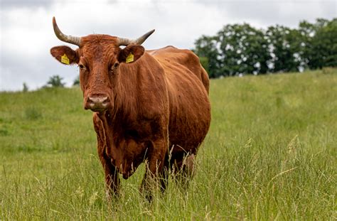 #lestig | 102.4k people have watched this. Lästig Foto & Bild | tiere, haustiere, nutztiere Bilder ...