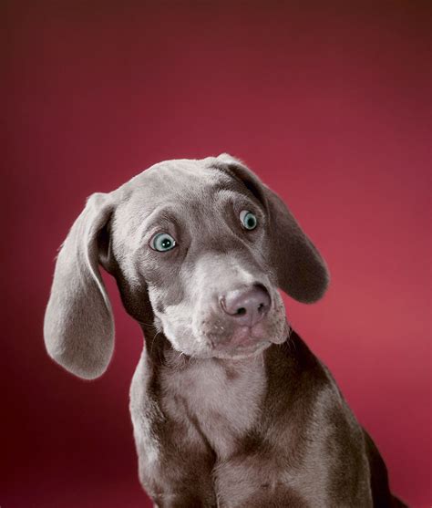 Walter Chandohas Dogs Celebrates The Renowned Pet Photographers