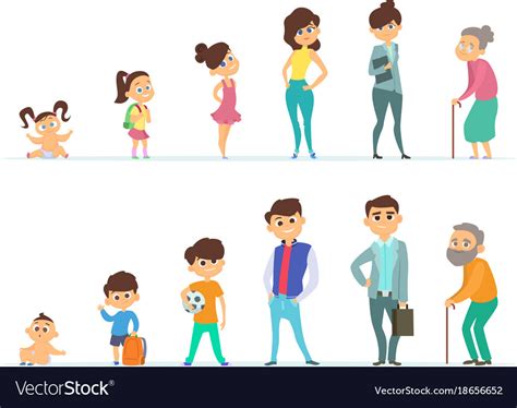 Life Cycle Of Male And Female Different Royalty Free Vector