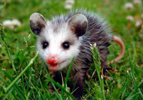 We did not find results for: What do possums eat
