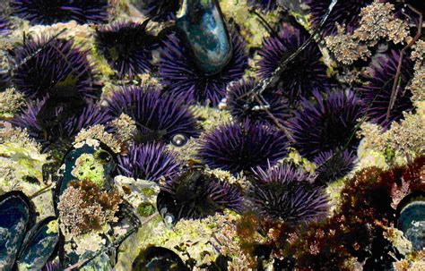 Eternal Youth Of Nature The Sea Urchin